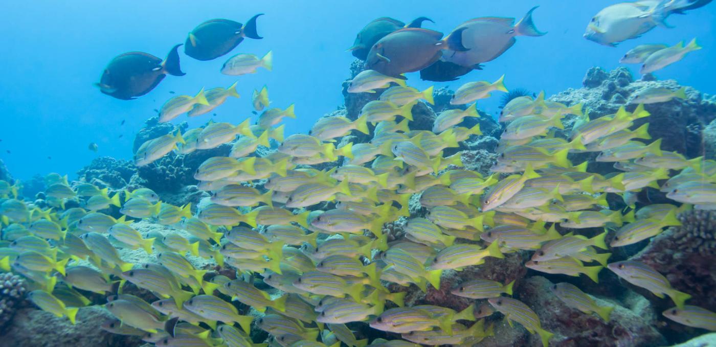 Dive Kauai Scuba Center @ Beach Activities Desk photo 4 in Koloa